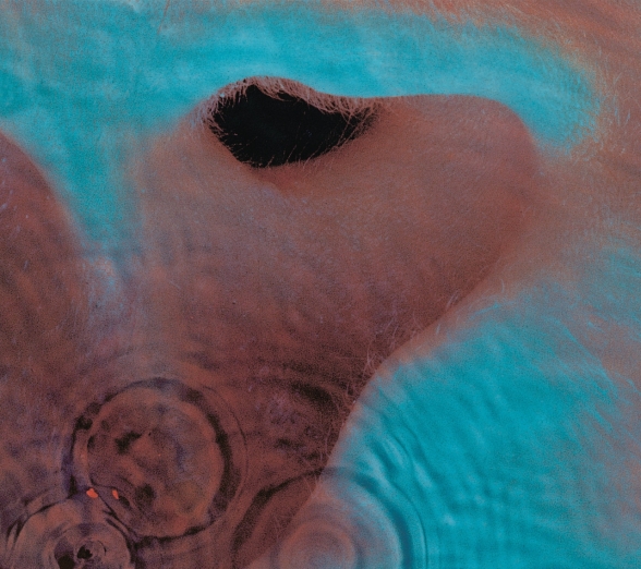 Pink Floyd: Meddle (Remastered) - Plak Foto #1
