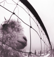 Pearl Jam: Vs. (Vinyl Edition Remastered) - Plak