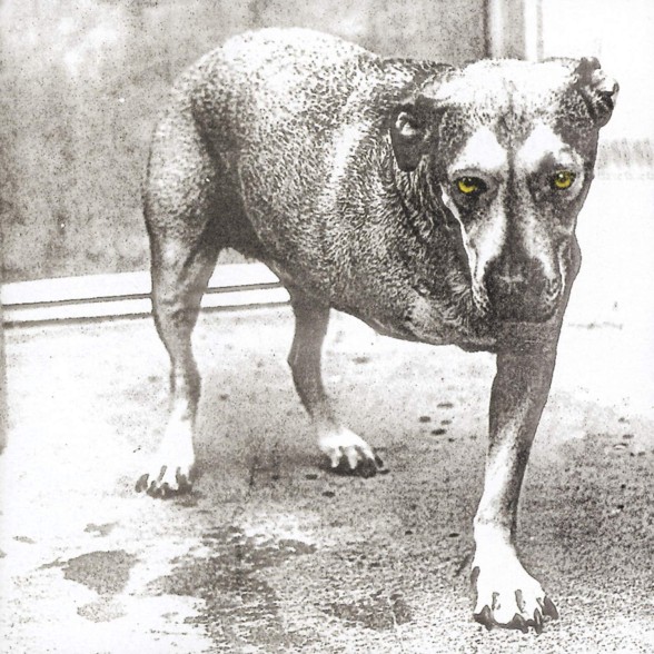 Alice In Chains (30th Anniversary) (Highlighter Yellow Vinyl) - Plak Foto #1