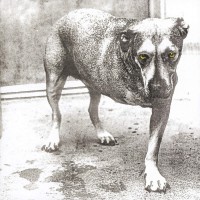 Alice In Chains (30th Anniversary) (Highlighter Yellow Vinyl) - Plak